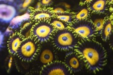Scrambled eggs zoas for sale  East Hampton