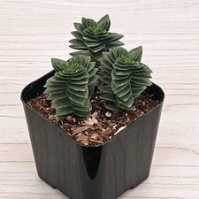 Succulent live plant for sale  San Jose