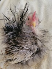 Npip clean pure for sale  Morganton