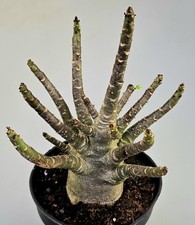 Schöne handverlesene adenium gebraucht kaufen  Bielefeld