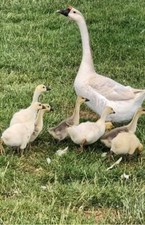 Chinese geese rare for sale  CHESTERFIELD