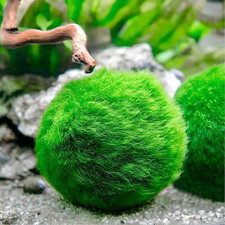 Marimo alga palla usato  Roma