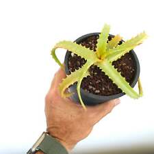 Aloe arborescens leggermente usato  Napoli