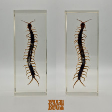 Giant centipede insect for sale  LONDON