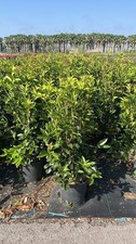 Osmanthus fragrans reali usato Osmanthus fragrans reali usato  Pontinia