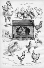 Poultry show pigeons for sale  New London