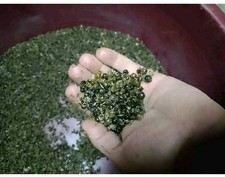 asparagi usato asparagi usato Sanluri