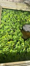 Pistia stratiotes jumbo for sale  MARAZION