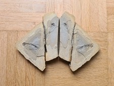 Branchiosaurier apateon dernhe gebraucht kaufen  Mainz