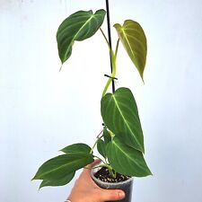 Philodendron glorious usato  Massa di Somma