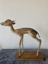 Rehkitz präparat taxidermie gebraucht kaufen  Heiligenhaus