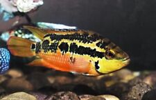 Salvini cichlids 1.75 for sale  Miami