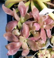 Pinguicula marciano. big for sale Pinguicula marciano. big for sale  CARDIFF