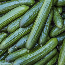 Tendergreen burpless cucumber for sale  Berwyn