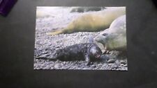 Carte postale elephant d'occasion  Nice-