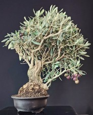 olivo bonsai usato olivo bonsai usato Cison di Valmarino