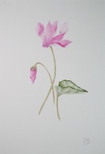 Original watercolour cyclamen for sale  WIRRAL