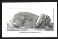 Französisches widderkaninchen gebraucht kaufen  Berlin