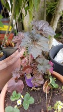 Heuchera campanella viola usato  Spedire a Italy