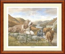 Bearded collie beardie for sale  CANNOCK