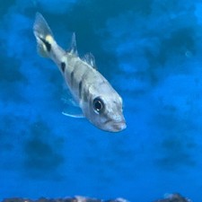 Brocopondo peacock bass for sale  New Bedford