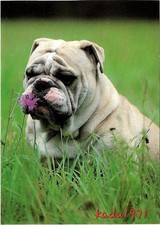 junge hunde gebraucht kaufen junge hunde gebraucht kaufen Perleberg