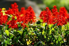 300 seeds sage for sale  Phoenix