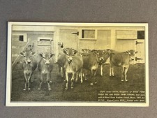 Heifer calves bull for sale  Huntsville