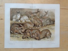Rig chromolithographie kaninch gebraucht kaufen  Langquaid