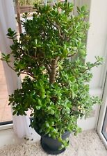 Giant money tree for sale  LYNDHURST