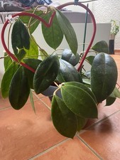 Hoya juanngoana große gebraucht kaufen  Limburg a. d. Lahn
