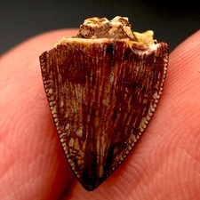 Phytosaur dino tooth for sale  Palm Harbor