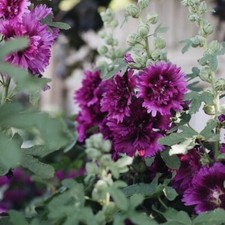 hollyhocks for sale hollyhocks for sale UK