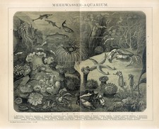 1895 sea aquarium d'occasion  Expédié en Belgium