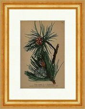Legföhre krummholz pinus gebraucht kaufen  Grabenstätt