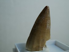 Riginal fossiler mosasaurus gebraucht kaufen  Baienfurt