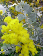 Acacia podalyriifolia mimosa usato  Italia