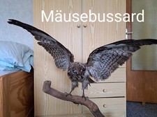 Tierpräparat mäusebussard au gebraucht kaufen  Großenlüder