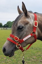 control headcollar for sale control headcollar for sale ST. ALBANS