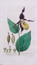 Chinelo feminino antigo com estampa botânica de orquídea Chipre Gravura Baxter 1834, usado comprar usado  Enviando para Brazil