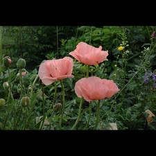 Papaver rientale princess gebraucht kaufen  Deutschland