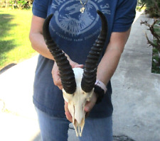 african horns for sale  Saint Augustine