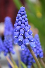 Muscari armeniacum flower for sale  Hollister