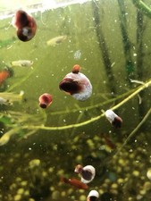 Escargot planorbe vendu d'occasion  Versailles