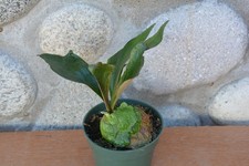 Extremely rare platycerium for sale  Roseburg
