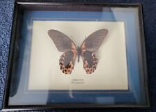 Vintage framed butterfly for sale  NORWICH