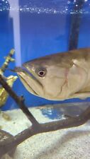 Silver arowana inches for sale  Las Vegas