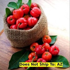 Barbados acerola cherry for sale  Miami