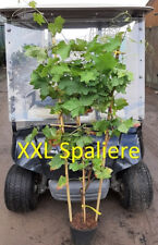 Vitis vinifera xxl gebraucht kaufen  Saterland
