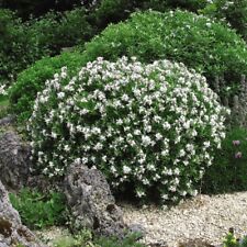 Daphne eternal fragrance for sale  IPSWICH